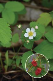Fragaria virginiana